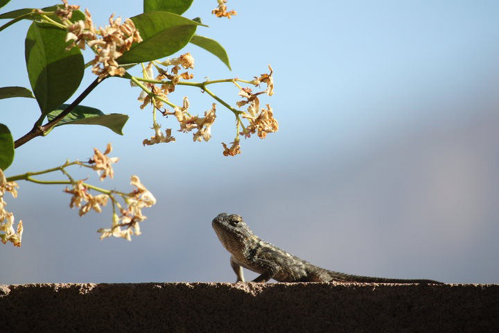 Lizard